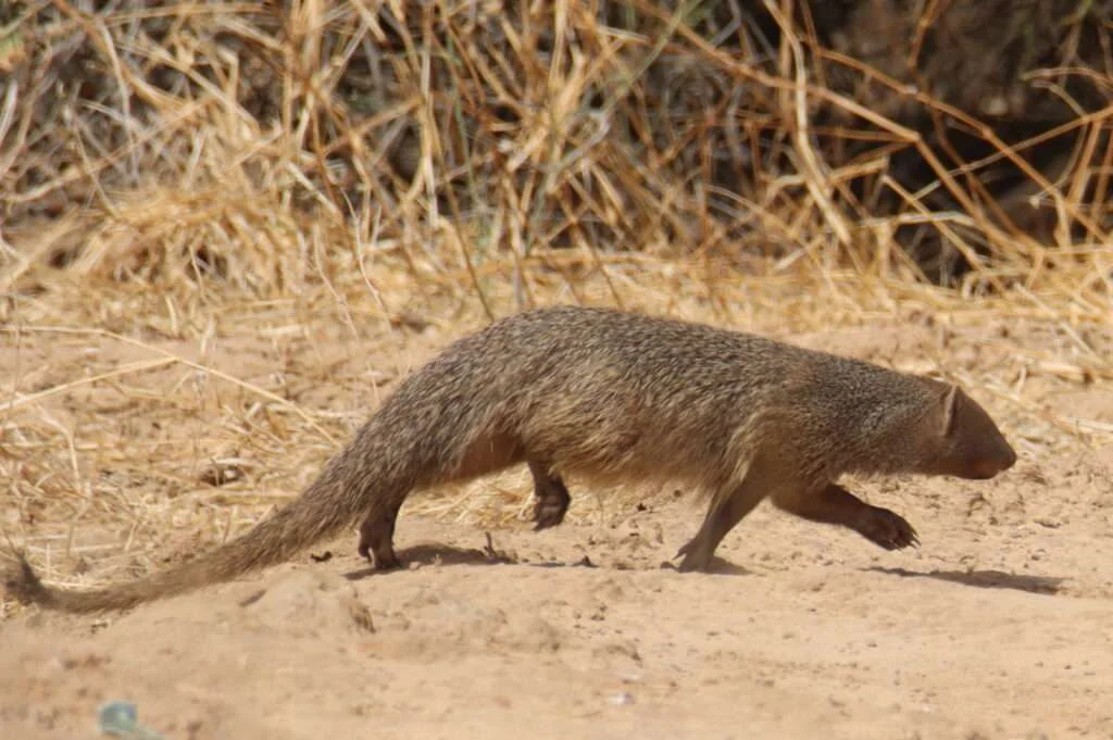 20240208-RANDONNEE-PEDESTRE-PODOR-NGAWLE-SENEGAL-69-mangouste-herpestre-ichneumon-dEgypte-1024x681