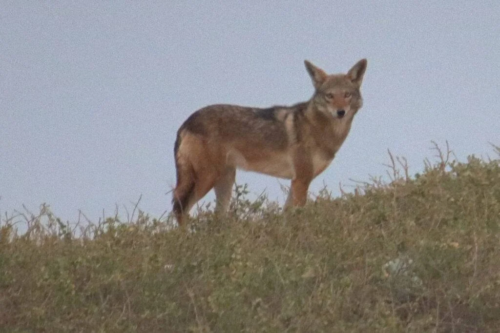 20240123-TRACKING-AUX-COYOTES-BANC-DARGUIN-MAURITANIE-254-loup-dore-1024x683