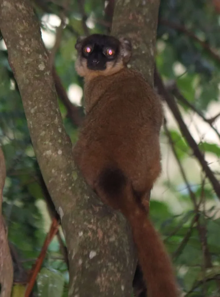 20170718-CIRCUIT-COQUERELI-LEMURIENS-COQUERELI-LEMUR-FAUVE-PARC-NATIONAL-ANKARAFANTSIKA-MADAGASCAR-3-1024x1380