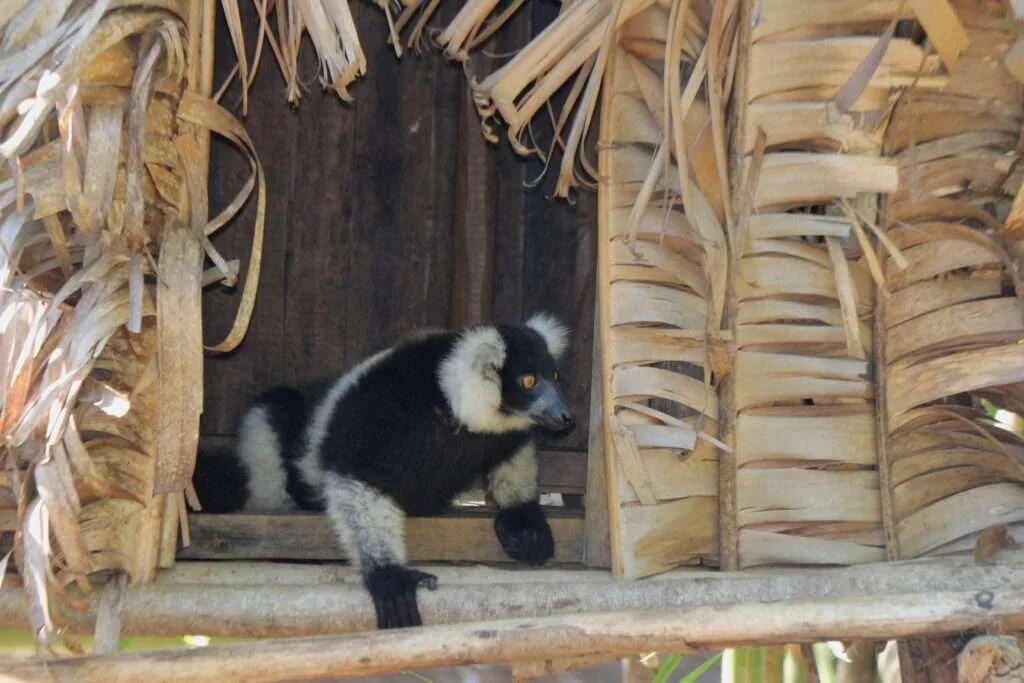 20170731-LEMURIALAND-NOSY-BE-MADAGASCAR-29-1024x683