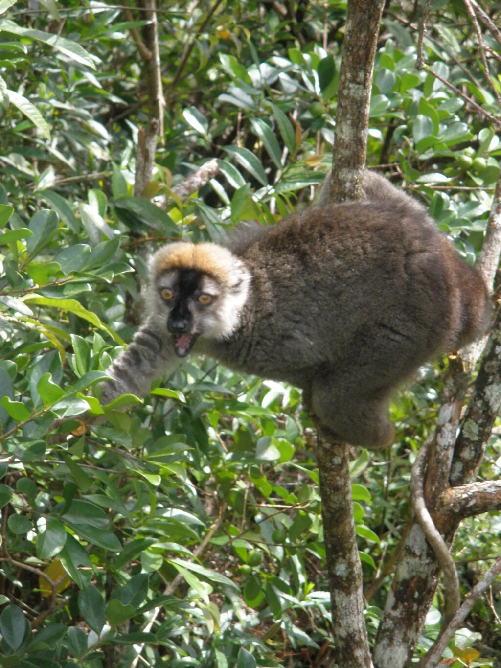 20090430-NATIONALE-7-RANOMAFANA-PARC-NATIONAL-DE-RANOMAFANA-MADAGASCAR-38-1024x1365