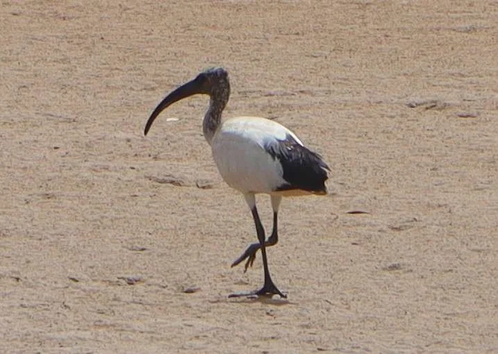 20240329-SORTIE-ILES-DU-SALOUM-NDANGANE-DELTA-DU-SALOUM-SENEGAL-42-MAR-WANDIE