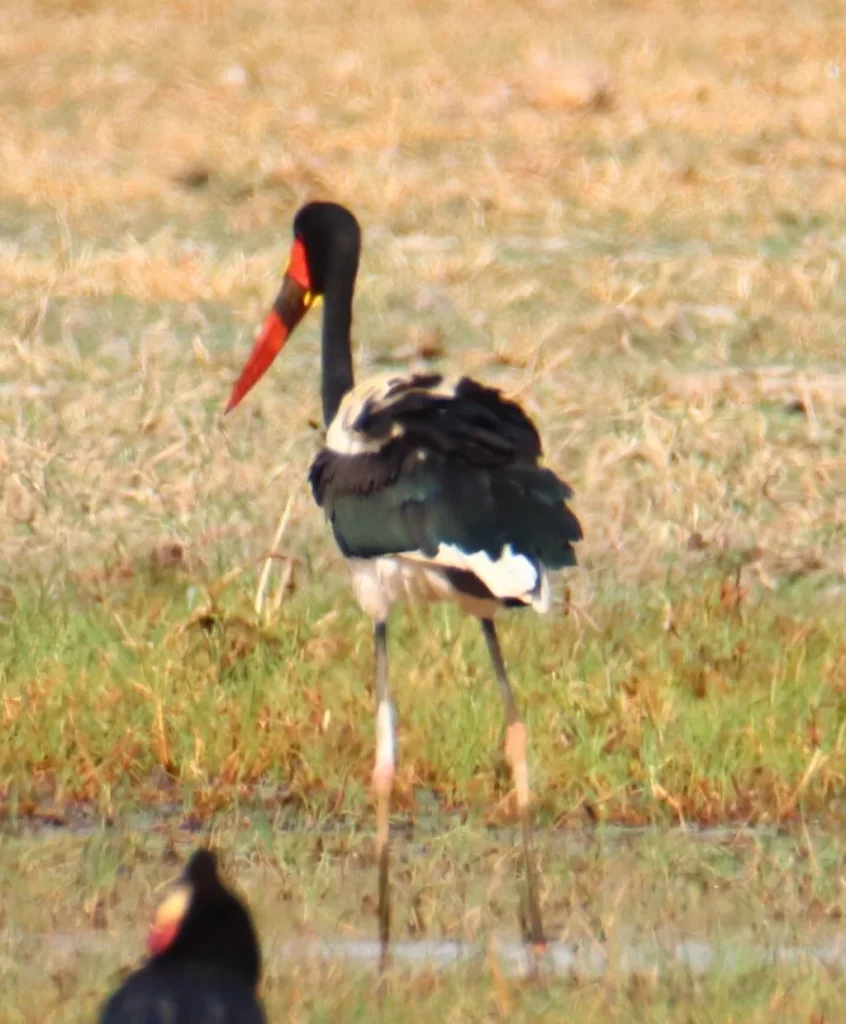 20240512-NIOKOLO-KOBA-SENEGAL-103-PISTE-DES-BASSARIS-jabiru-dAfrique-1024x1239