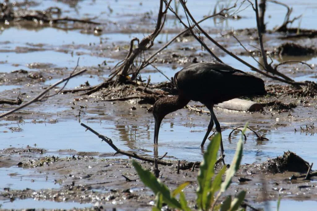 20230405-PARC-NATIONAL-DE-DONANA-EL-ROCIO-IBIS-FALCINELLE-SEVILLE-ANDALOUSIE-ESPAGNE-26-1024x683