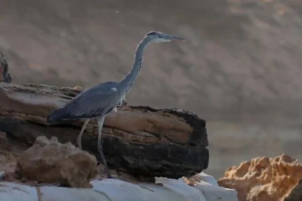 20240112-LA-LAGUNE-DE-NAILA-AKHFENIR-MAROC-20-heron-cendre-1024x683-1-612x408