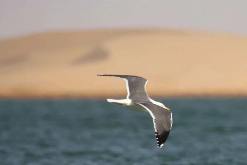 20240112-LA-LAGUNE-DE-NAILA-AKHFENIR-MAROC-40-Goeland-dAuduin-1024x683