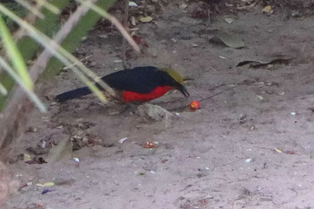 20240411-KHELHOM-LODGE-CAP-SKIRRING-CASAMANCE-SENEGAL-1-GONOLEK-DE-BARBARIE