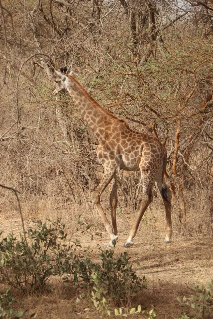 20240318-RESERVE-DE-BANDIA-PETITE-COTE-SENEGAL-240-GIRAFE-DU-CAP-1024x1536
