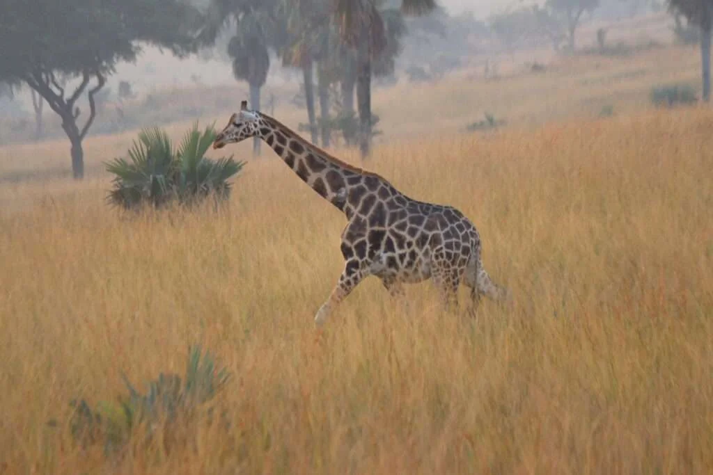 20161221-GIRAFE-DE-ROTSCHILD-MURCHISON-NATIONAL-PARK-OUGANDA-1-1024x683