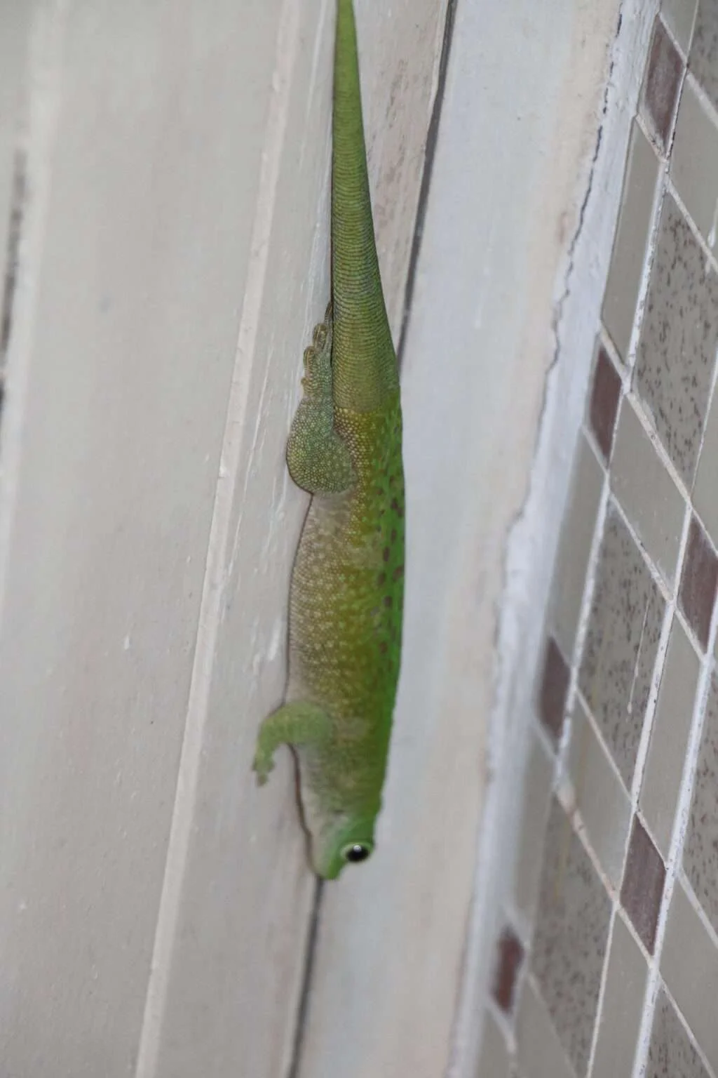 20170717-BUNGALOWS-AMPAJORA-GECKO-PARC-ANKARAFANTSIKA-MADAGASCAR-0-1024x1536