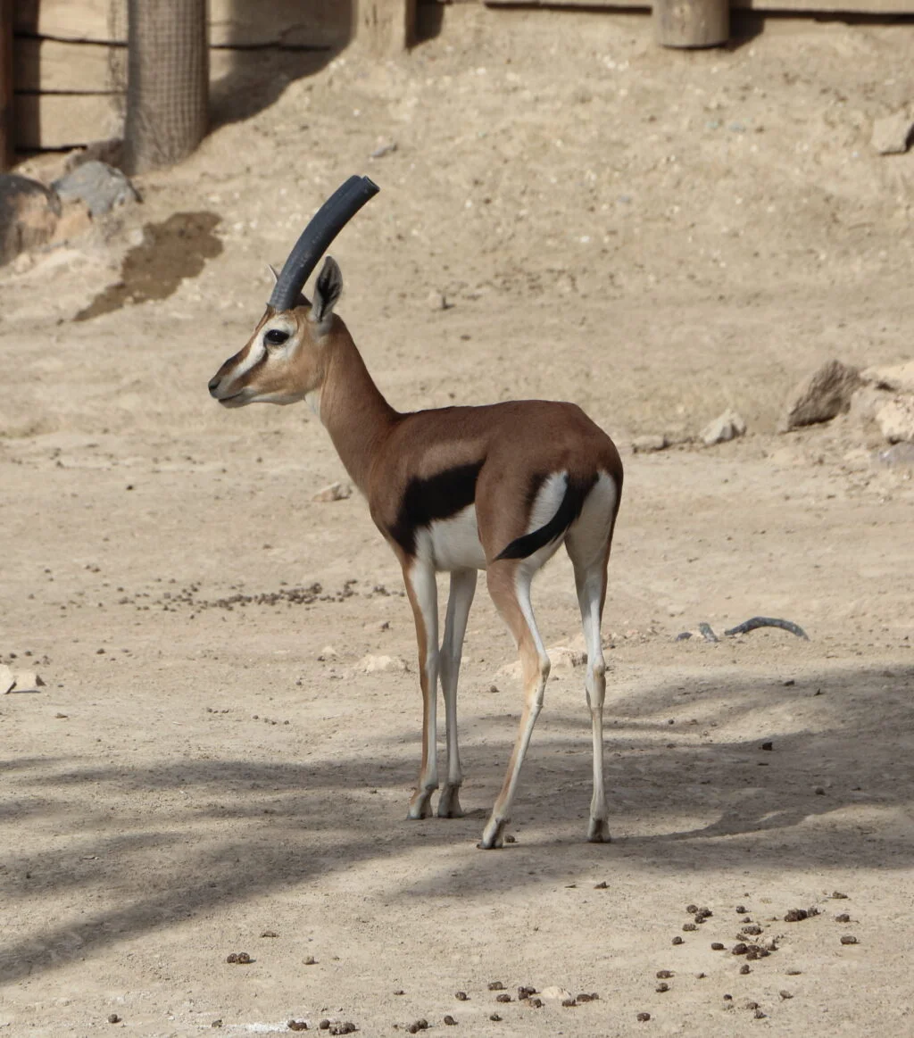 20230917-DESERT-DES-TABERNAS-OASYS-MINI-HOLLYWOOD-gazelle-de-thonson-ANDALOUSIE-ESPAGNE-59-1024x1163