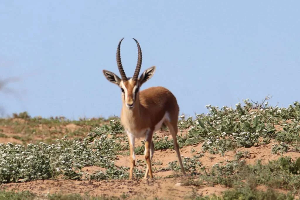 20231221-PARC-NATIONAL-DE-SOUSS-MASSA-RESERVE-DE-ROKEIN-GAZELLE-DORCAS-AGADIR-MAROC-28-1024x683