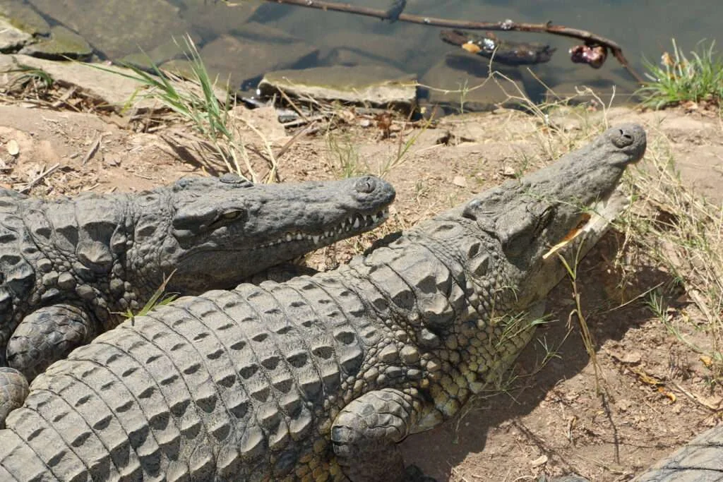 20170720-CIRCUIT-LAC-SACRE-crocodile-du-nil-MAJUNGA-MADAGASCAR-26-1024x683