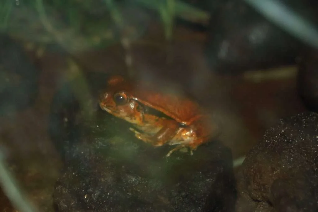 20170731-LEMURIALAND-NOSY-BE-MADAGASCAR-10-crapaud-rouge-de-madagascar-1024x683