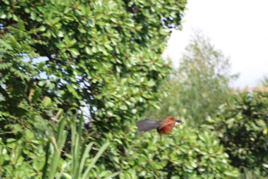 20161224-BIGODI-SWAMP-WALK-KIBALE-FOREST-OUGANDA-24-COUCAL-DE-BURCHELL-1024x683