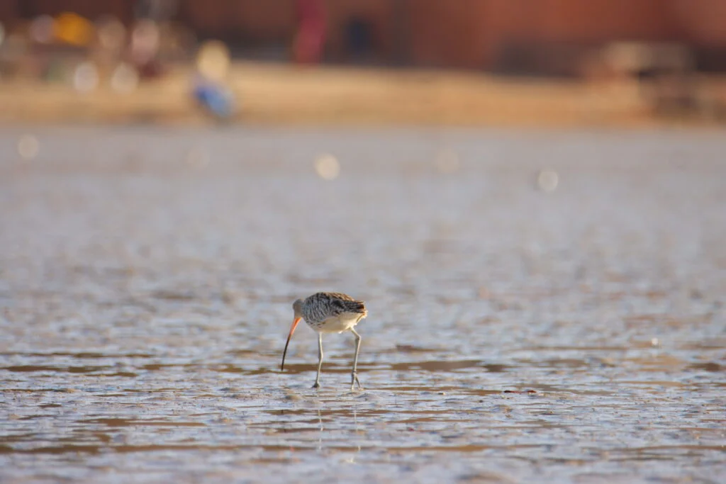 20240316-LAGUNE-DE-LA-SOMONE-PETITE-COTE-SENEGAL-111-courlis-1024x683