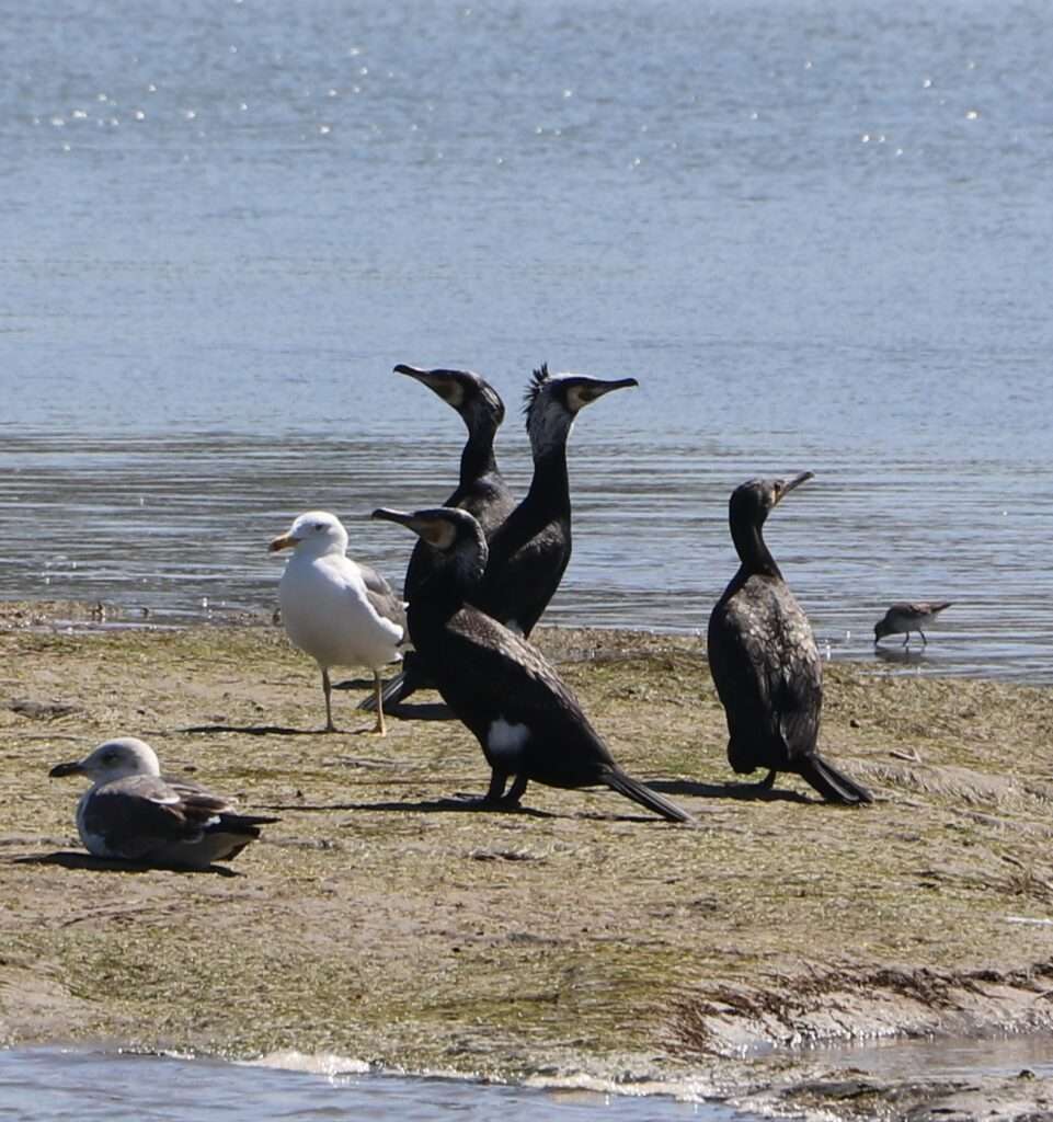 20230320 OUALIDIA SORTIE EN BATEAU SUR LA LAGUNE MAROC (38) cormoran huppé