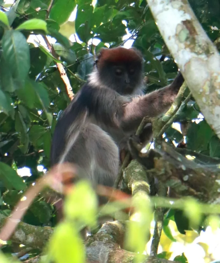 20161224-BIGODI-SWAMP-WALK-COLOBE-ROUGE-KIBALE-FOREST-OUGANDA-0-1024x1221