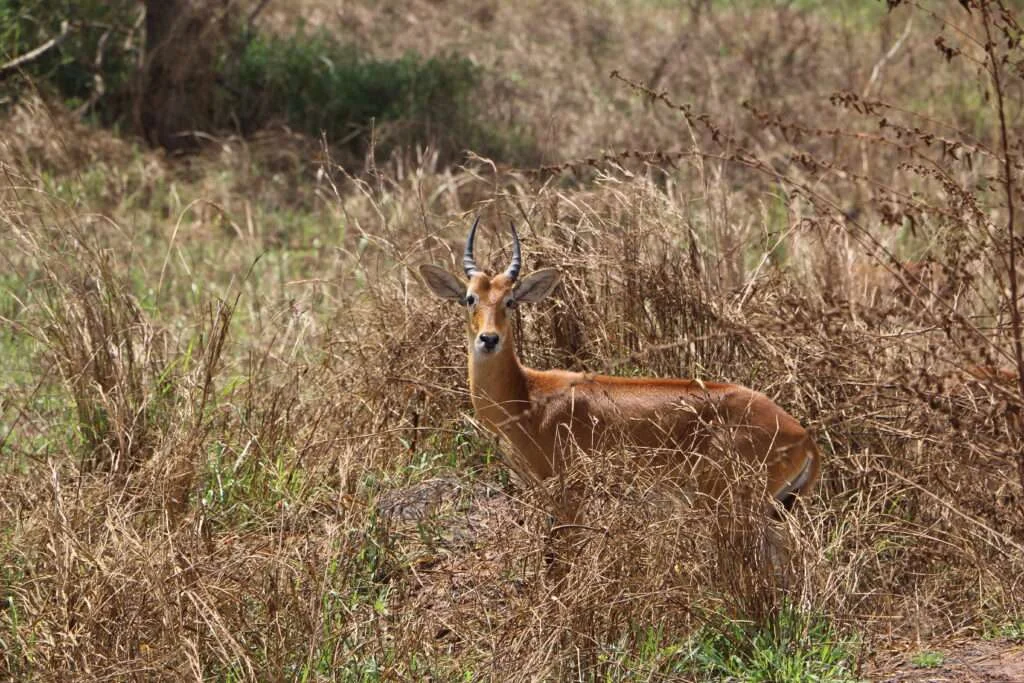 20161220-MURCHISON-NATIONAL-PARK-COBE-DES-ROSEAUX-MALE-OUGANDA-0-1024x683