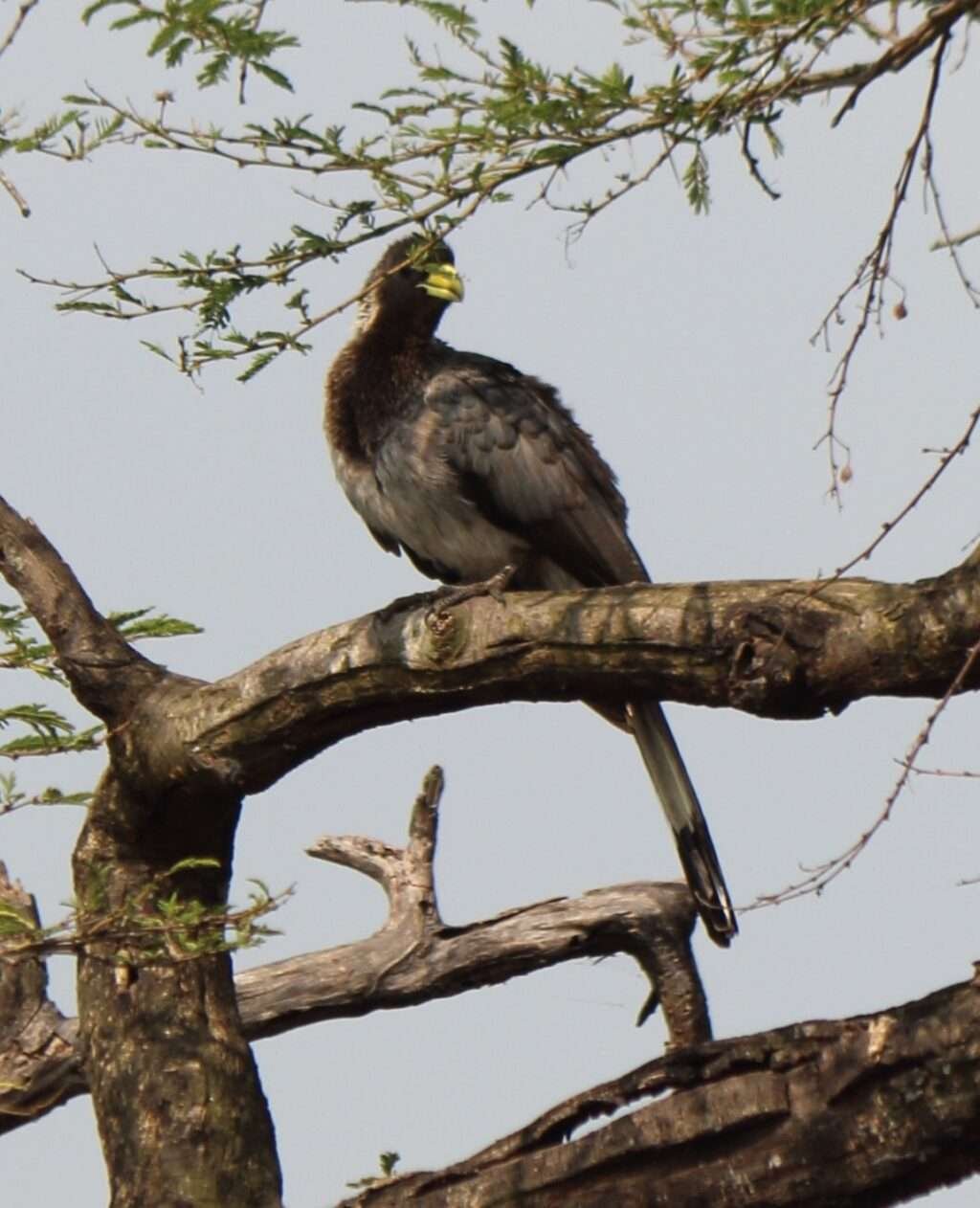 20161221 NILE CRUISE LE TOURACO A QUEUE BARREE MURCHISON NATIONAL PARK OUGANDA (0)