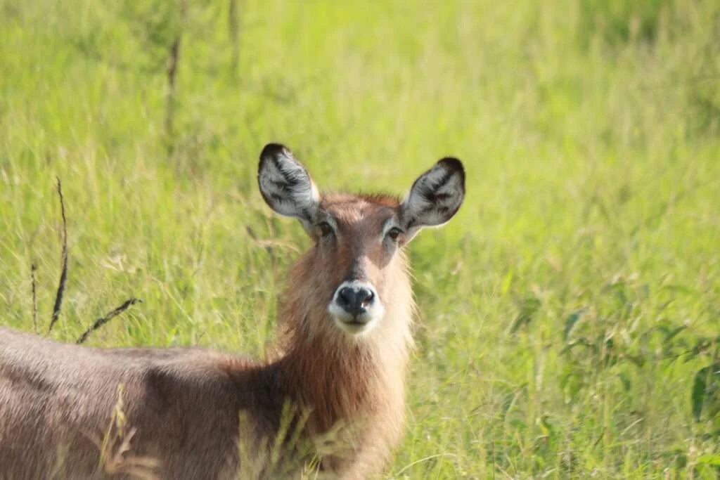 20161230-EVENING-cobe-defassa-GAME-DRIVE-LAC-MBURO-OUGANDA-20-1024x683