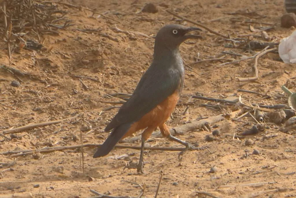20240207-CIRCUIT-DE-LILE-A-MORPHIL-PODOR-SENEGAL-97-choucador-superbe-1024x683
