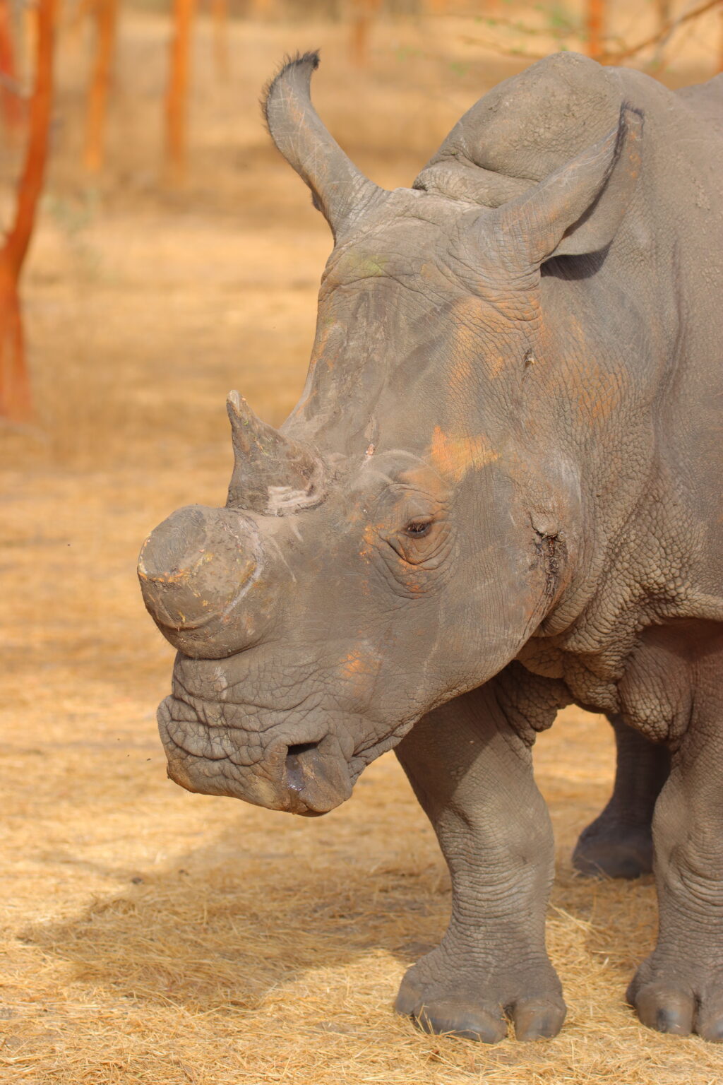 20240318 RESERVE DE BANDIA PETITE COTE SENEGAL (88) RHINOCEROS BLANC