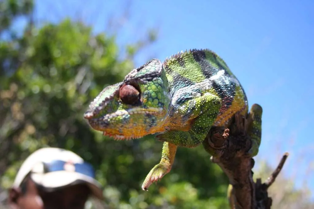 20090518-COTE-NORD-RAMENA-BAIE-DES-DUNES-CAMELEON-FURCIFER-PARDALIS-MADAGASCAR-10-1024x683