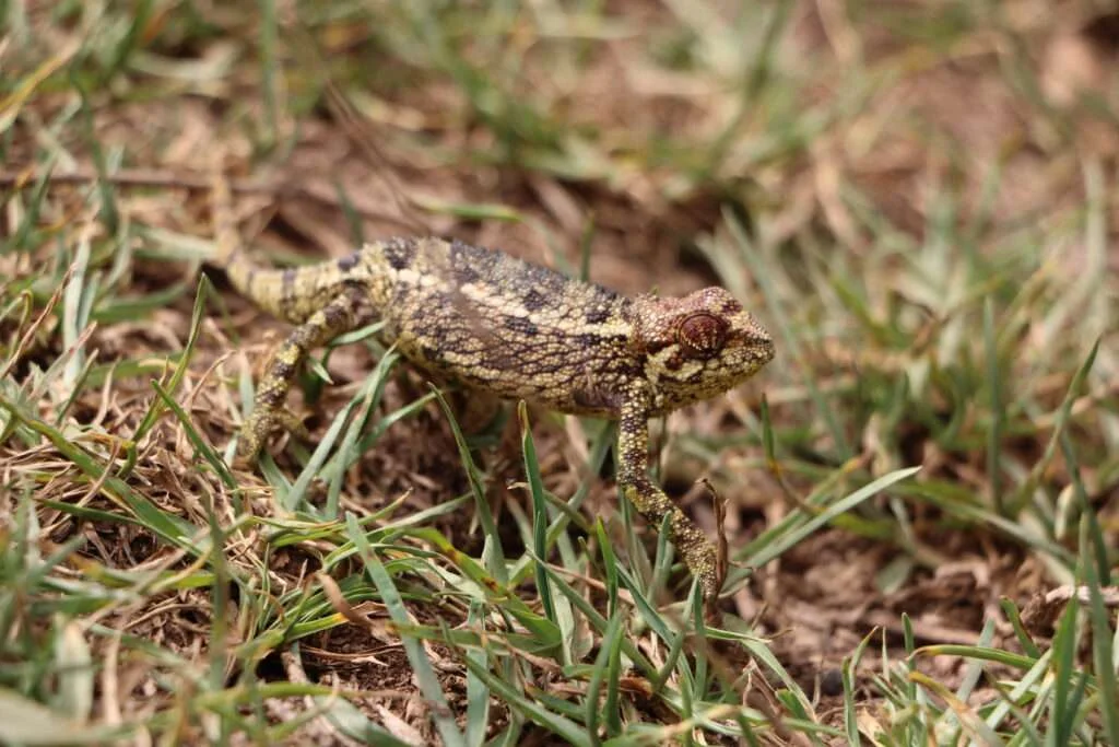 20161229-VILLAGE-PYGMEE-BATWA-CAMELEON-RIEPPELEON-LAC-BUNYONYI-OUGANDA-14-1024x683