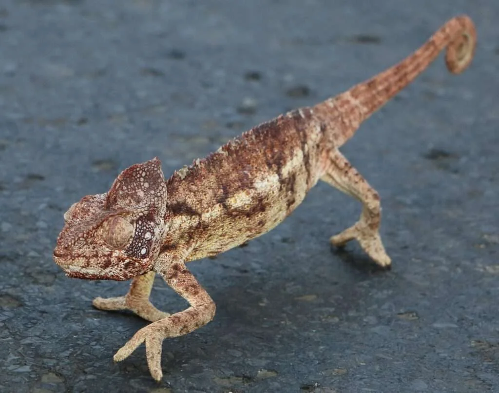 20170718-CIRCUIT-RAFIA-CAMELEON-GEANT-PARC-NATIONAL-ANKARAFANTSIKA-MADAGASCAR-6-1024x806