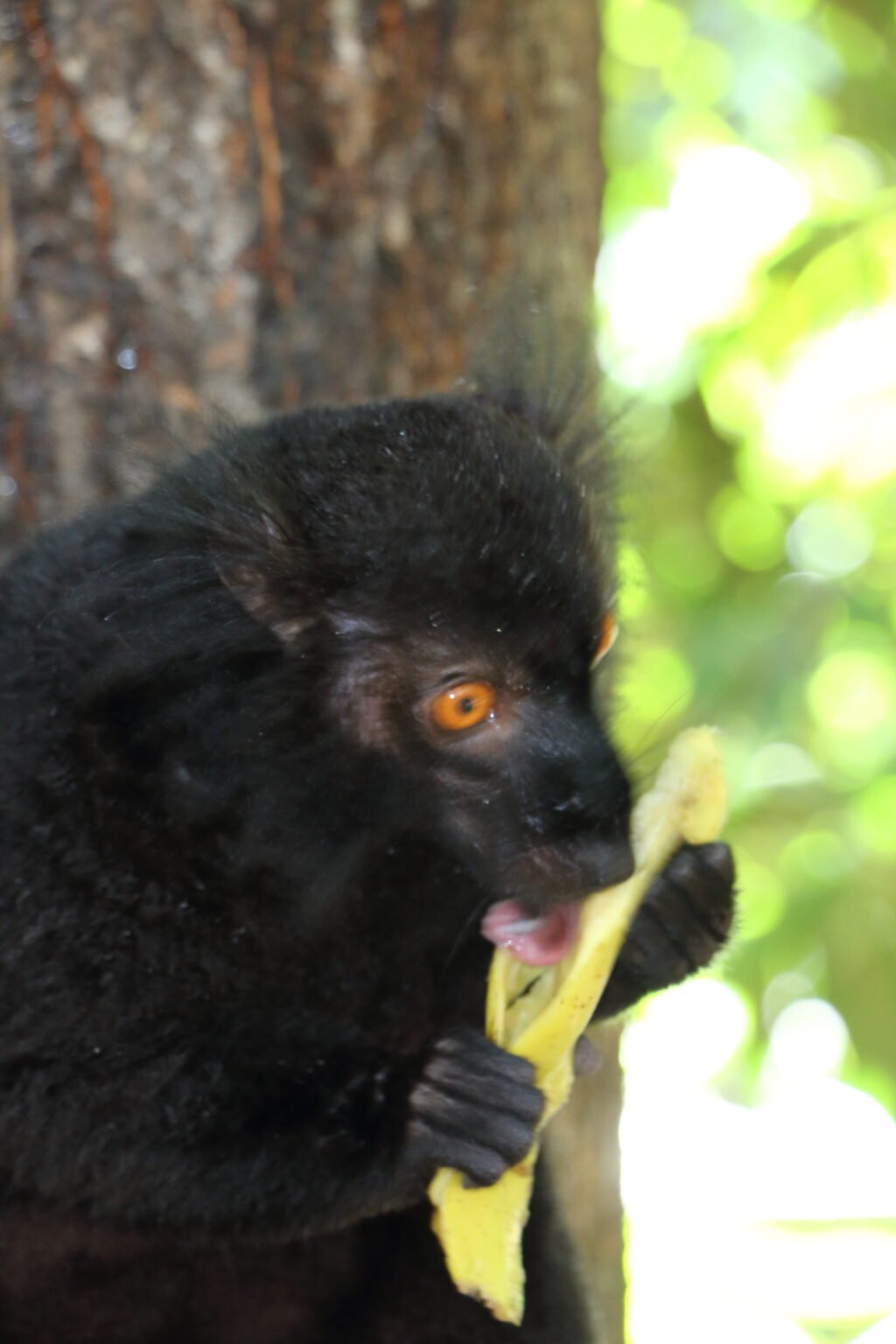 20170725 NOSY KOMBA LEMURIEN MAKI MACACO MADAGASCAR (34)