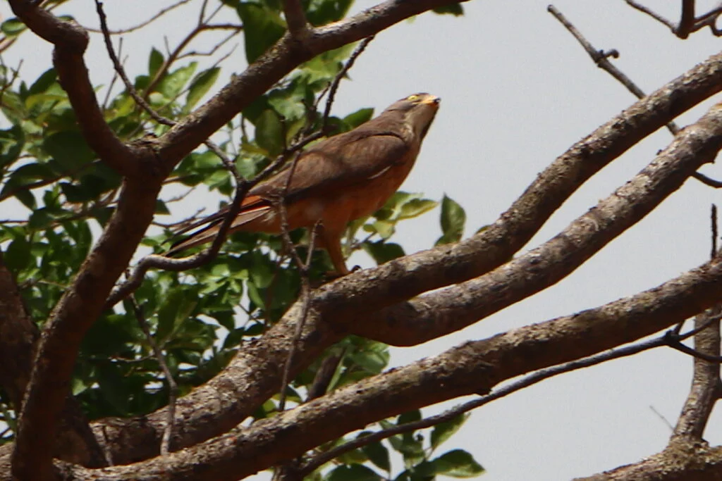 20240521-DE-GADALOUGUE-A-MALI-GUINEE-9-1024x683