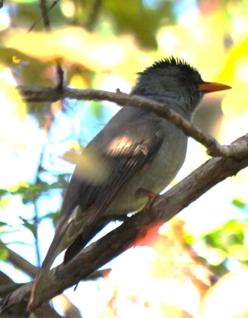 20170718-CIRCUIT-COQUERELI-PYCNONOTIDAE-PARC-NATIONAL-ANKARAFANTSIKA-MADAGASCAR-7-1024x1310