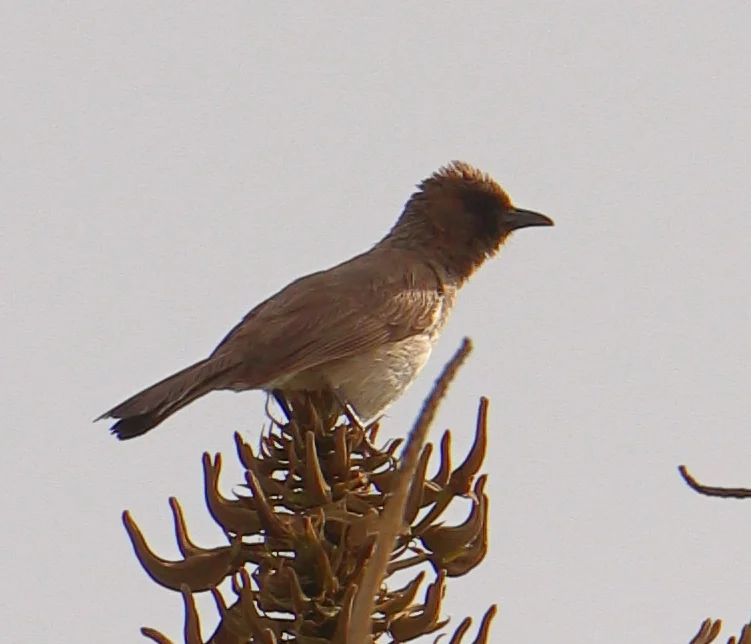 20240413-KHELKOM-LODGE-CAP-SKIRRING-CASAMANCE-SENEGAL-6-BULBUL-DES-JARDINS