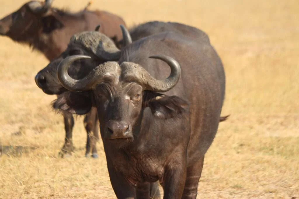 20161221-BUFFLE-MURCHISON-NATIONAL-PARK-OUGANDA-18-1024x683