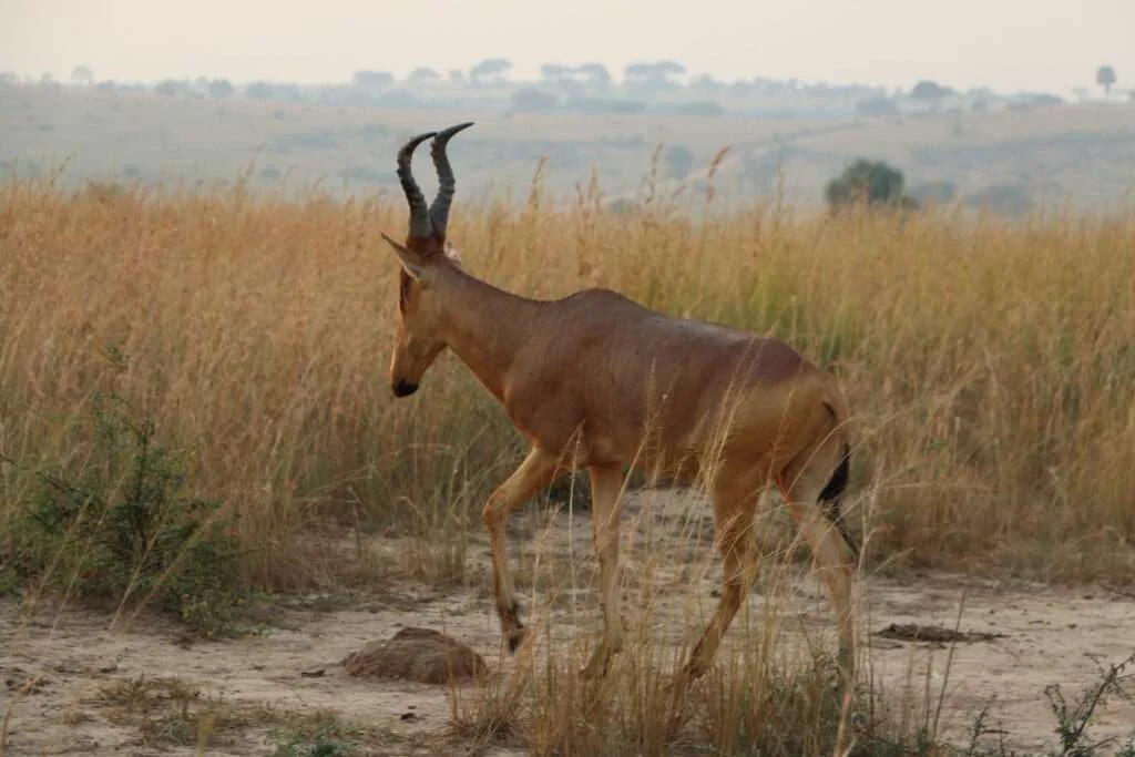 20161221-BUBALE-ROUX-MURCHISON-NATIONAL-PARK-OUGANDA-4-1024x683