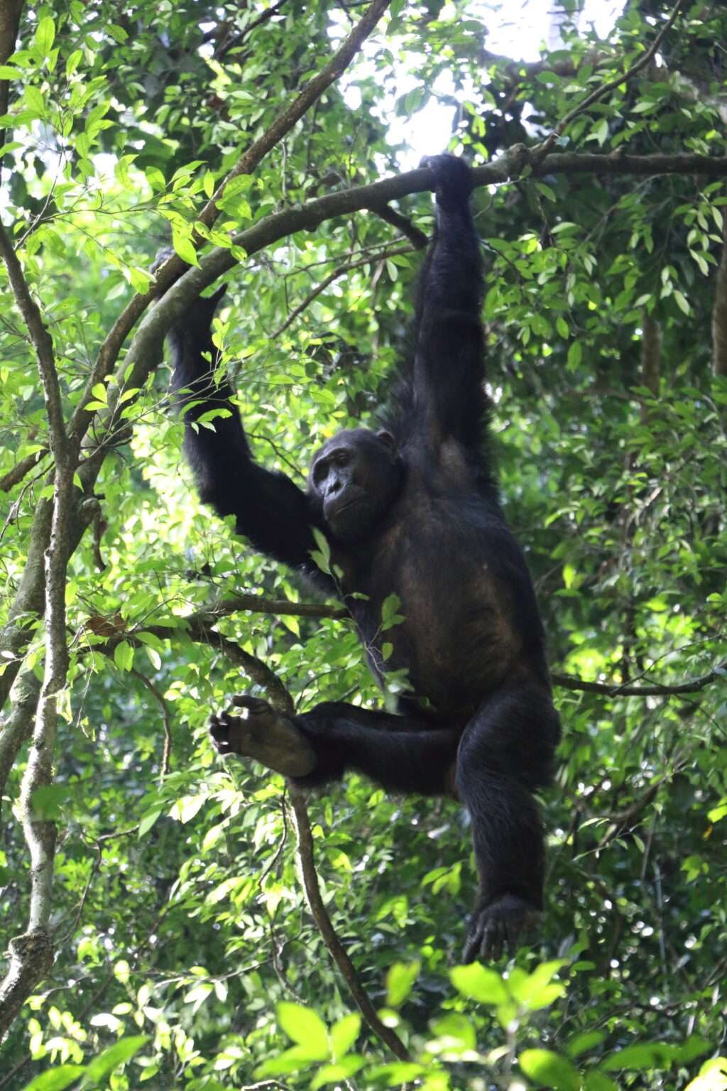 20161220 CHIMPANZE TREKKING BUDONGO FOREST OUGANDA (63)