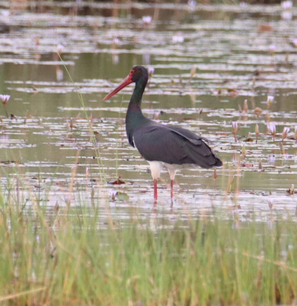 20240201 PARC NATIONAL DE DJOUDJ SAINT LOUIS SENEGAL (26)