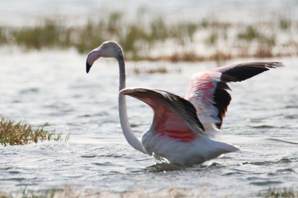 20240112-LA-LAGUNE-DE-NAILA-AKHFENIR-MAROC-34-Flamant-rose-1024x683