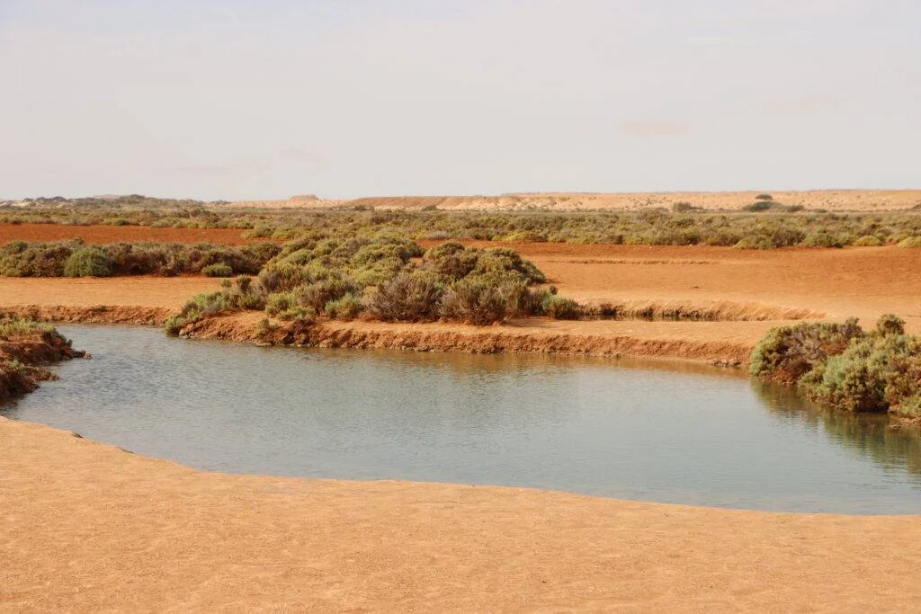 20240118-ZONE-HUMIDE-DIMLILI-DAKHLA-MAROC-53-1024x683