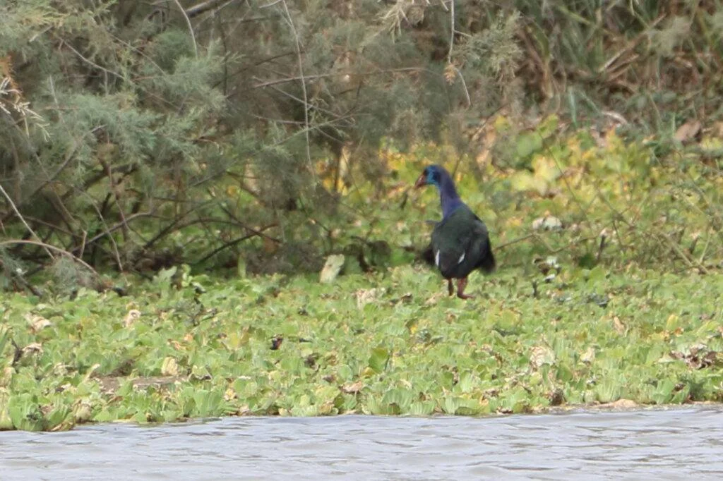 20240201-PARC-NATIONAL-DE-DJOUDJ-SAINT-LOUIS-SENEGAL-136-1024x682