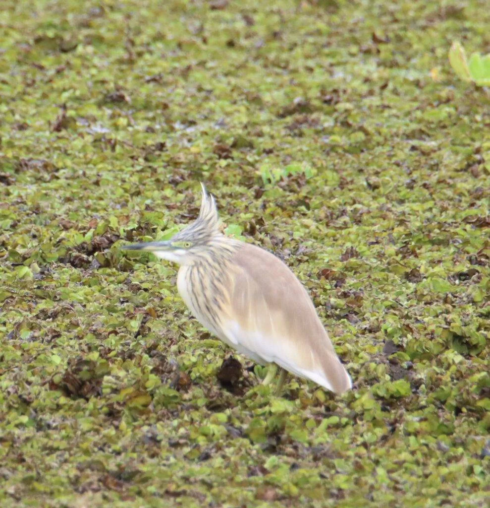 20240201-PARC-NATIONAL-DE-DJOUDJ-SAINT-LOUIS-SENEGAL-30-crabier-chevelu-989x1024