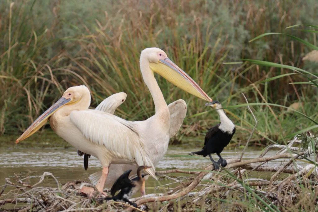 20240201-PARC-NATIONAL-DE-DJOUDJ-SAINT-LOUIS-SENEGAL-43-PELICAN-BLANC-1024x683