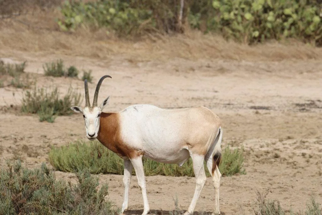 20240202-RESERVE-NATURELLE-DE-GUIMBEL-SAINT-LOUIS-SENEGAL-71-oryx-algazelle-1024x683
