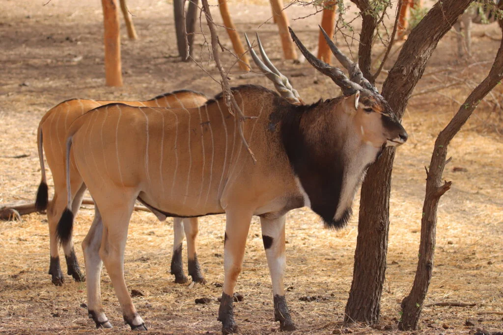20240318-RESERVE-DE-BANDIA-PETITE-COTE-SENEGAL-196-ELAN-DU-CAP-1024x683