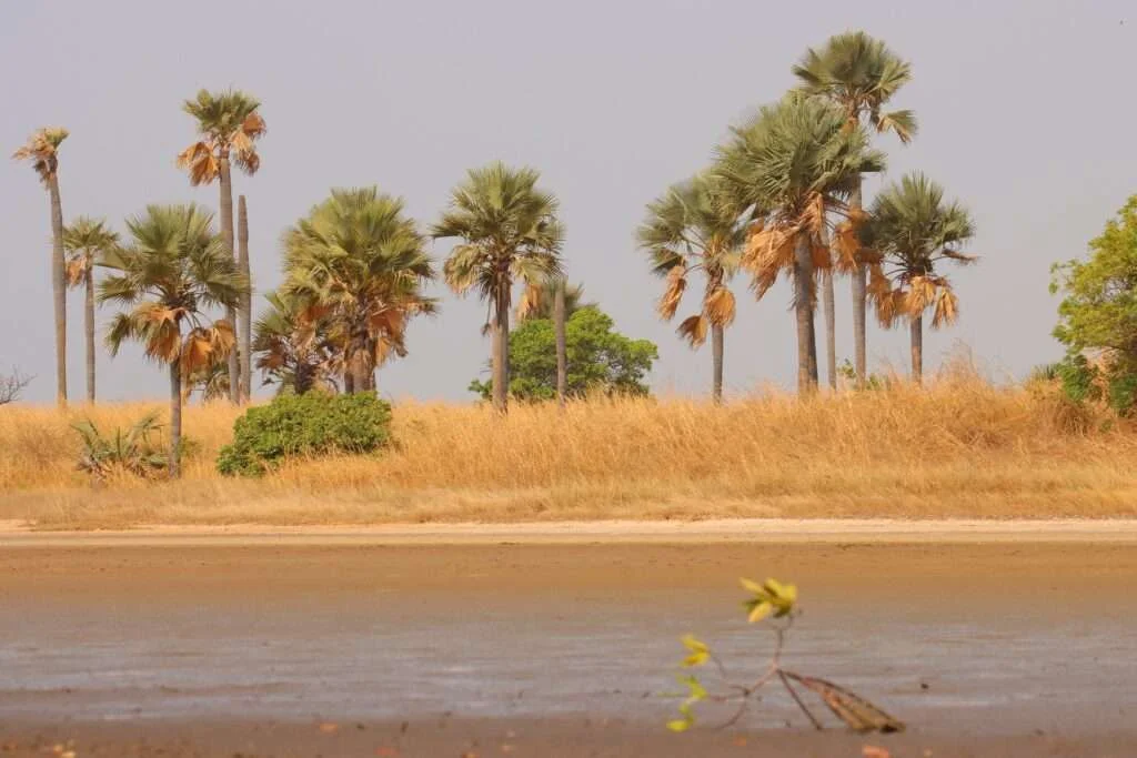 20240326-PECHE-A-LA-PANGRELOTTE-DELTA-DU-SALOUM-SENEGAL-43-1024x683