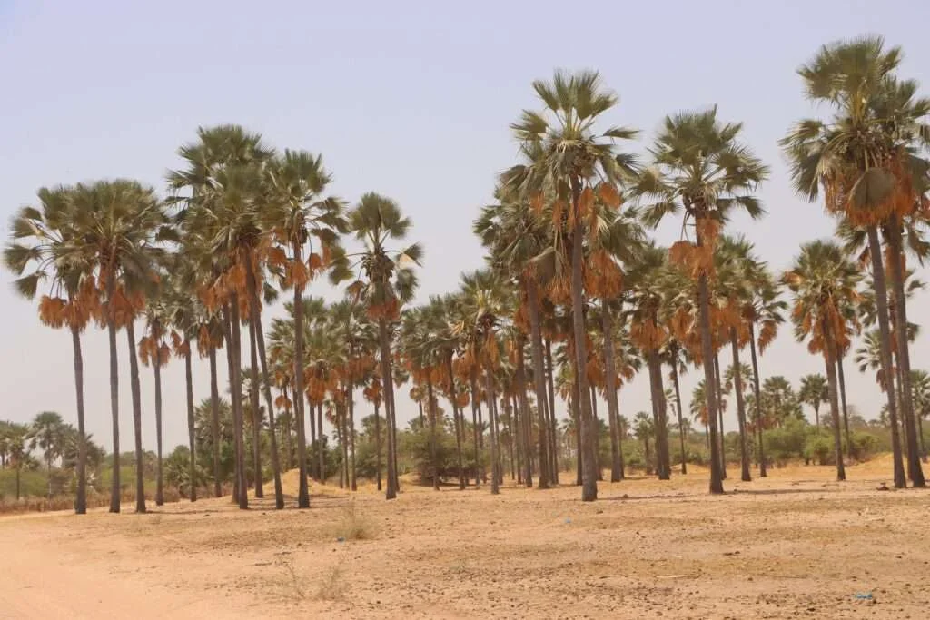 20240328-DJILOR-DJIDJACK-DELTA-DU-SALOUM-SENEGAL-46-FORET-DES-RONIERS-DEGENERES-1024x683