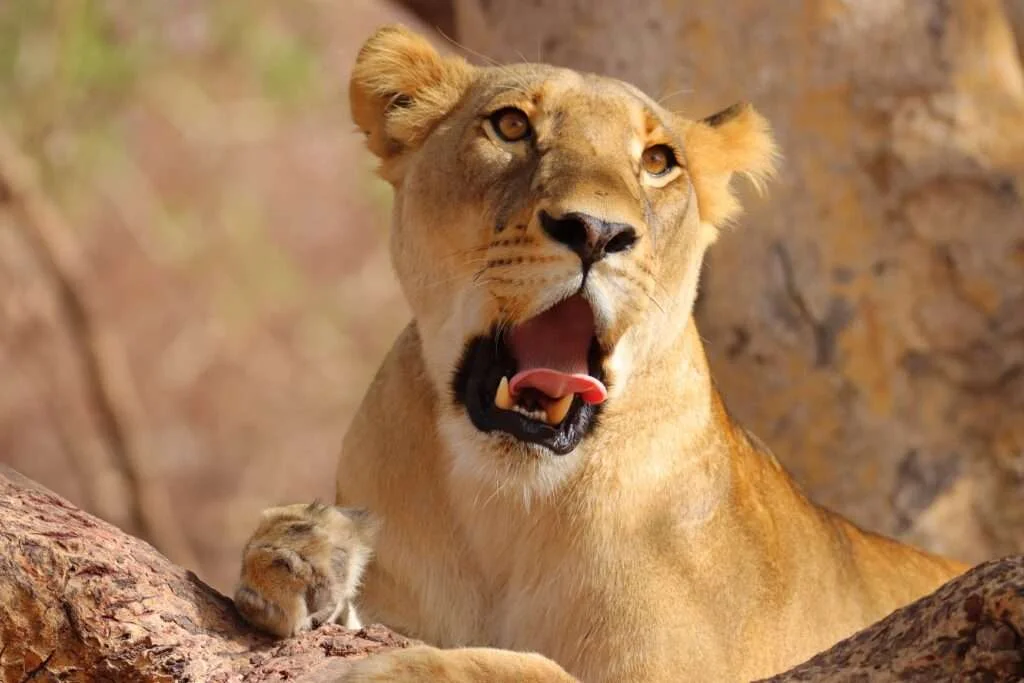 20240401-TAMBAKOUTA-RESERVE-DE-FATHALA-MARCHE-AVEC-LES-LIONS-DELTA-DU-SALOUM-SENEGAL-46-1024x683