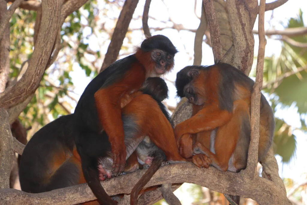 20240404-MONKEY-PARK-FORET-DE-BIJILO-SENEGAMBIA-GAMBIE-103-colobe-rouge-1024x683