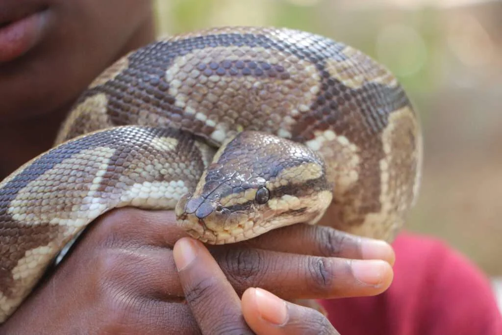 20240504-SNAKE-FARM-KARTONG-GAMBIE-17-python-royal-1024x683